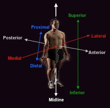 terminologia basica anatomica